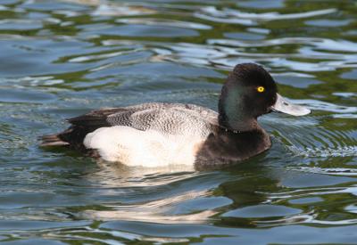 Lesser Scaup,male