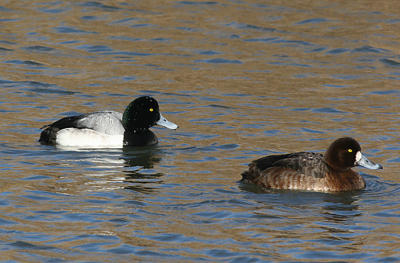 Greater Scaup,male and female pair