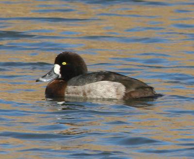 Greater Scaup,female