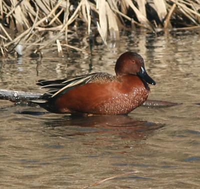 Cinnamon Teal,male in breeding plumage