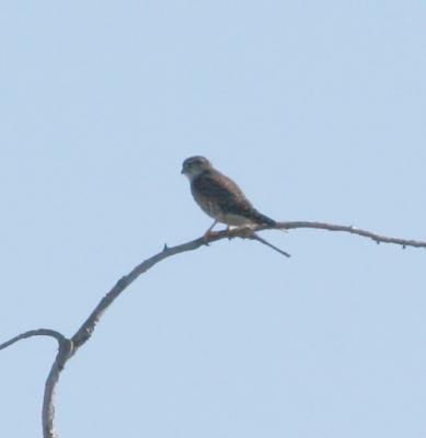 Merlin from the back