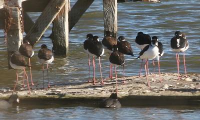 Black-necked Stilts,male and female on the dock