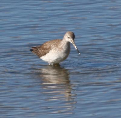 Greater Yellowlegs