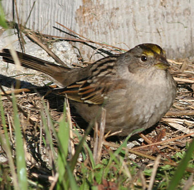 Golden-crowned Sparrow,first winter