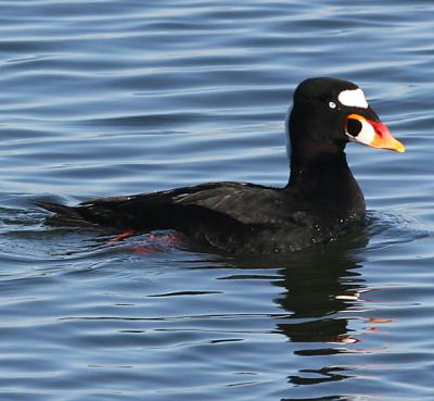 Surf Scoter,male