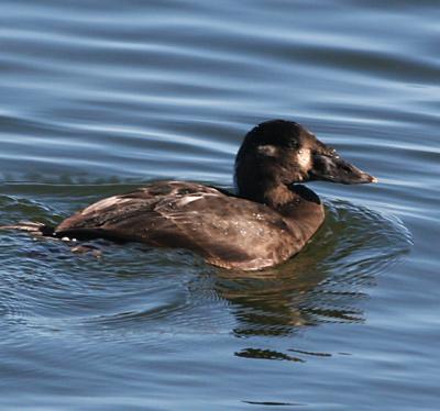 Surf Scoter,female