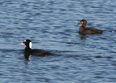 Surf Scoter male and female pair