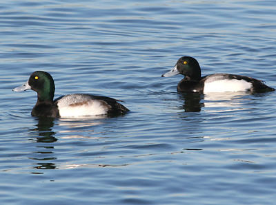 Greater Scaup,pair of males