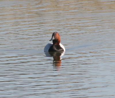 Canvasback male