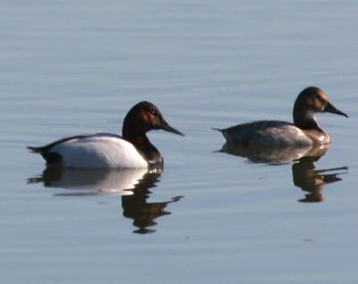 Canvasback,male and female pair