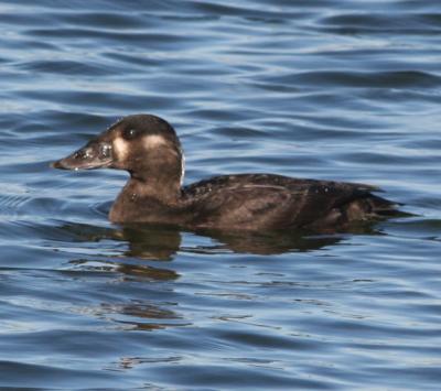 Surf Scoter,female