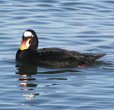 Surf Scoter,male