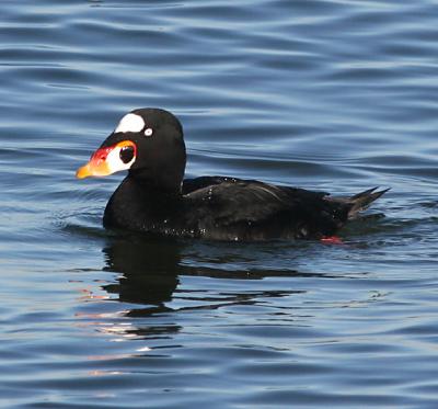 Surf Scoter,male