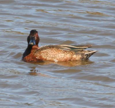 Cinnamon Teal,female