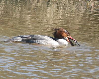 Red-breasted Merganser,female in breeding plumage eating a large fish