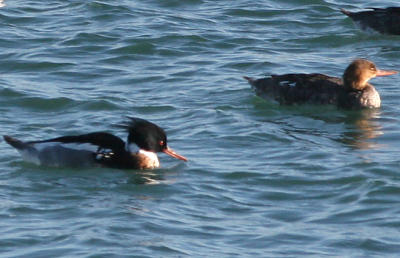 Red-breasted Merganser,female and male in breeding plumage