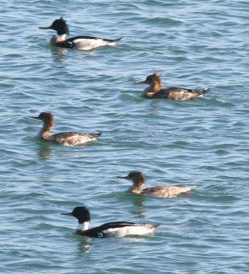 Red-breasted Merganser,three females and two males in breeding plumage