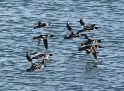 Red-breasted Mergansers,females and males in breeding plumage in flight