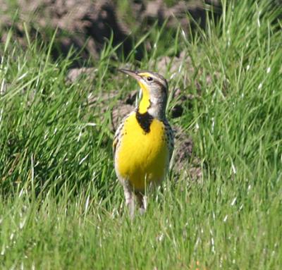 Western Meadowlark