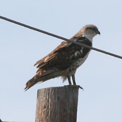 Ferriginous Hawk