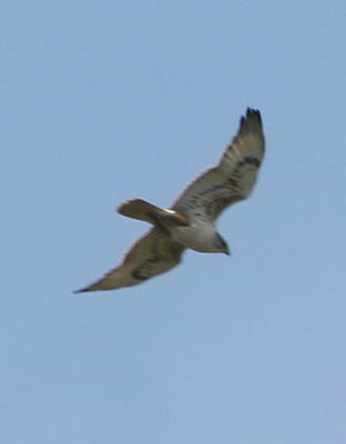 Ferruginous Hawk