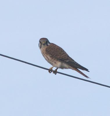 American Kestral,female