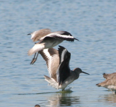 Willets