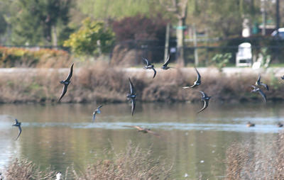g3/03/534603/3/56137354.IMG_39711_edited1.jpg