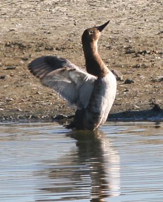 Canvasback female takes a bow