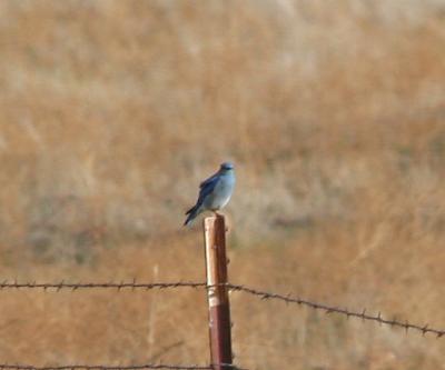 Mountain Bluebird