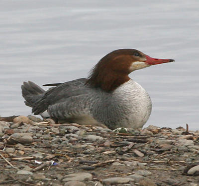Common Merganser,female in breeding plumage