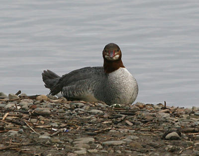 Common Merganser,female in breeding plumage
