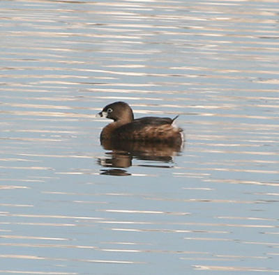 Pied-billed Grebe,breeding