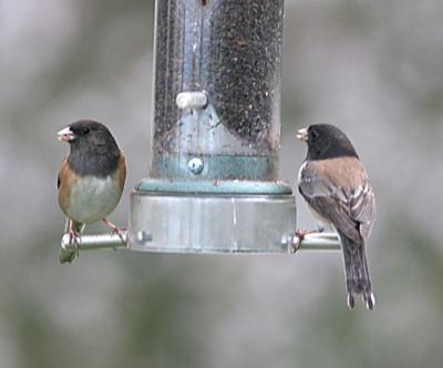 Dark-eyed Junco,males at our feeder