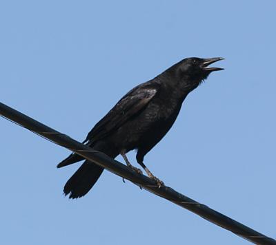 American Crow