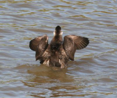 Ruddy duck,male nonbreeding preparing for flight