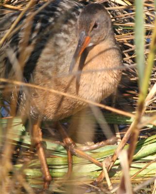 Clapper Rail