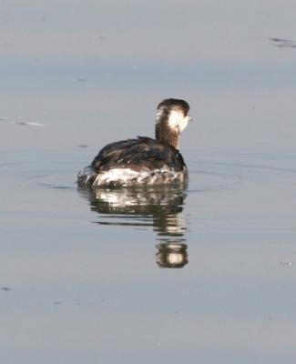 Horned Grebe,nonbreeding from the back