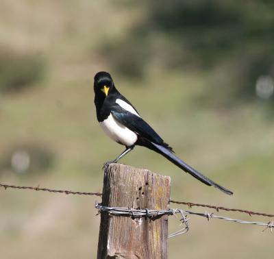 Yellow-billed Magpie