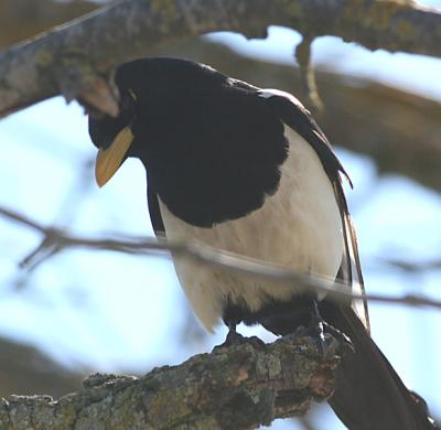 Yellow-billed Magpie