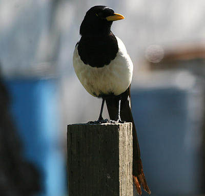 Yellow-billed Magpie