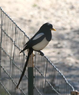 Yellow-billed Magpie