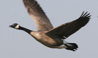 Canada Goose on the wing