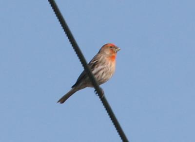 House Finch,male