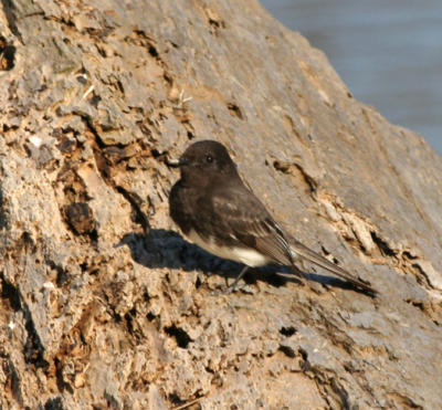 Black Phoebe
