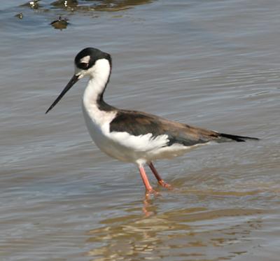 Black-necked Stilt.female