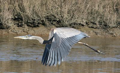 Great Blue Heron in flight