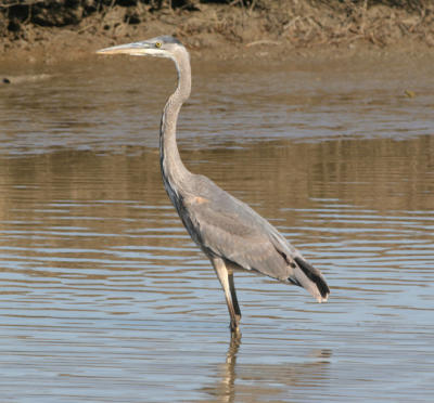 Great Blue Heron just before flight