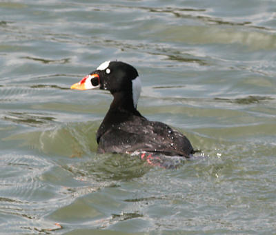 Surf Scoter,male