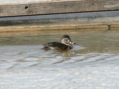 Ring-necked Duck,female